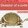 picture of a skelton of a turtle