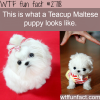 picture of teacup maltese puppy