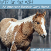 pictures of curly horse american bashkir