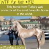 pictures of the most beautiful horse in the world