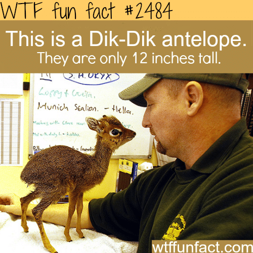 Pictures of the small antelope