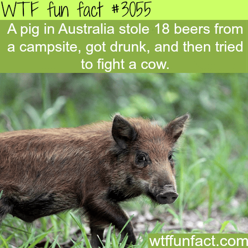 Pig in Australia drinks beer and fights a cow -  WTF fun facts