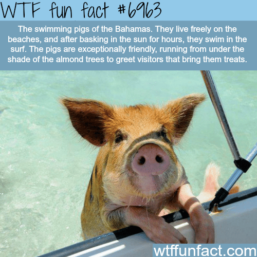Pigs of the Bahamas - WTF fun fact