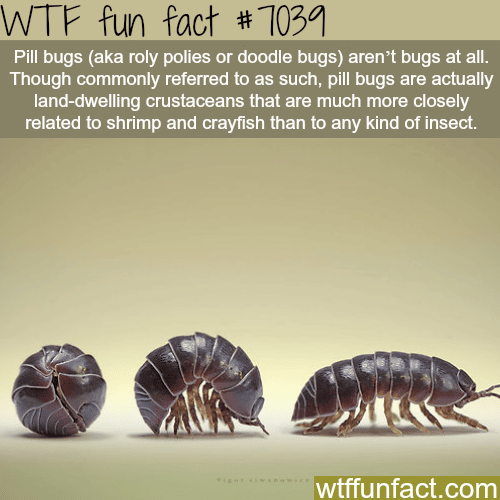 Pill bugs - WTF fun facts 