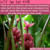 pink bananas wtf fun facts