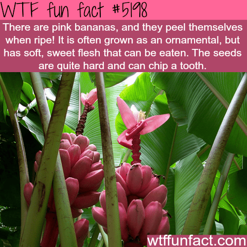 Pink bananas - WTF fun facts