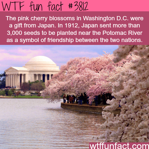 Pink cherry blossoms in Washington D.C. - WTF fun facts 