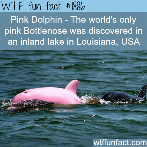 Pink Dolphin - WTF fun facts