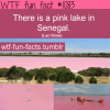 pink lake in senegal lake retba lac rose