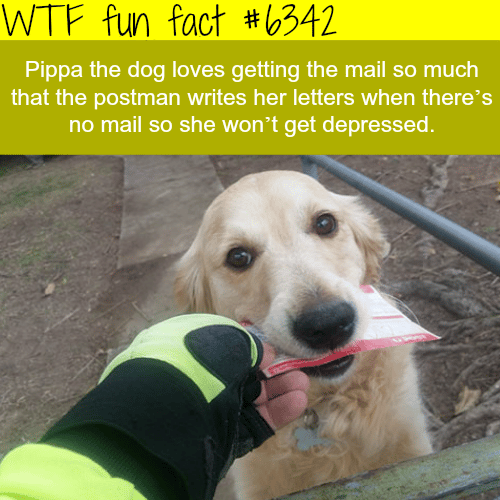 Pippa the dog - WTF fun facts