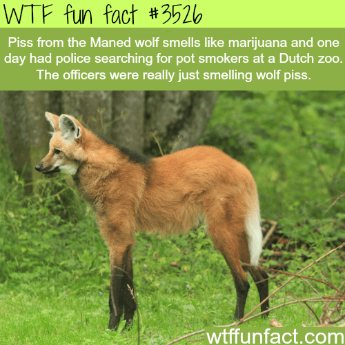 Piss from the Manned wolf smells like Marijuana - WTF fun facts