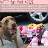 pit bull saves the life of his owner wtf fun