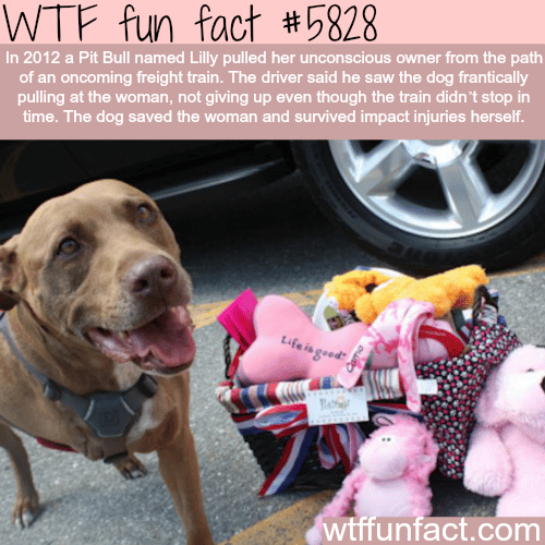 Pit Bull saves the life of his owner - WTF fun facts