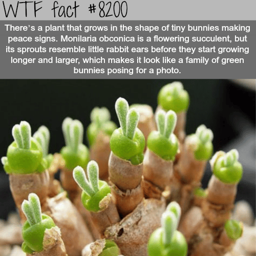 Plant that look like tiny bunnies (Monilaria obconica)  - WTF fun fact