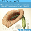 plant that mimics animals anus wtf fun facts