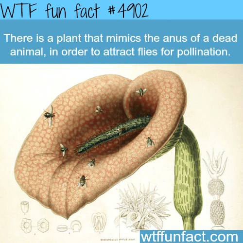 Plant that mimics animal’s anus - WTF fun facts   