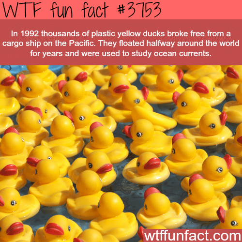 Plastic ducks float halfway across the world  - WTF fun facts