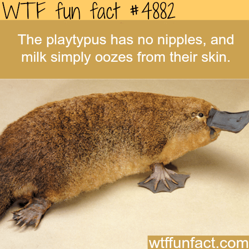 platypus facts wtf fun facts