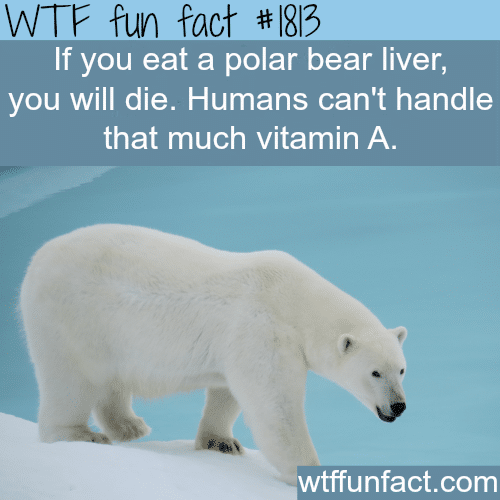 polar bear facts - WTF fun facts