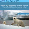 polar bears fur facts