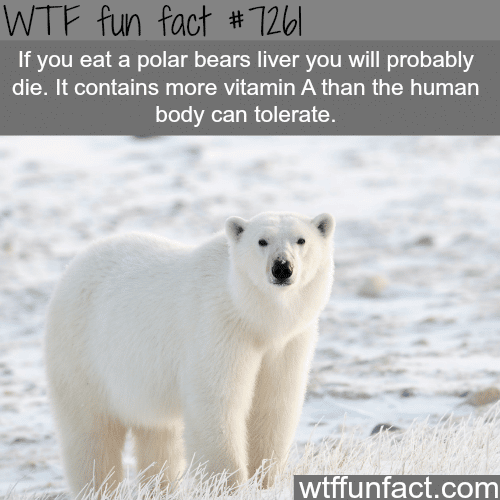 Polar bears liver - WTF fun fact