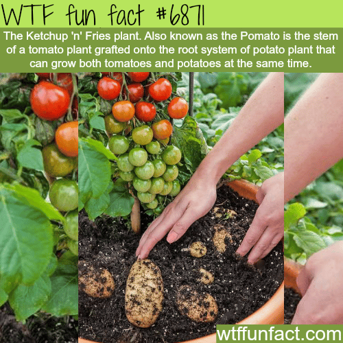 Pomato plant - WTF fun fact