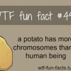potato facts