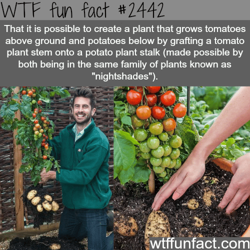 Potatoes and tomatoes at the same time - WTF fun facts