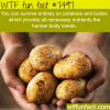 potatoes provide you with all nutrients your body