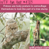 potoos camouflage wtf fun facts