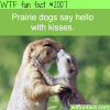 prairie dogs say hello with kisses