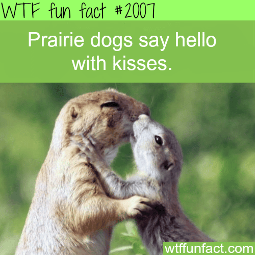 Prairie dogs say hello with kisses  WTF fun facts