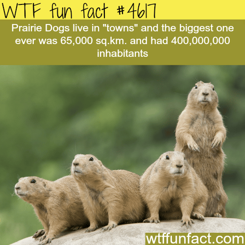 Prairie dogs -   WTF fun facts