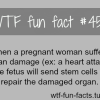 pregnant facts