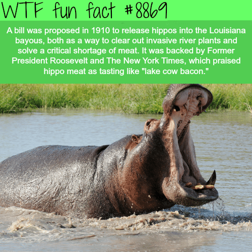 President Roosevelt wanted to release hippos in Louisiana bayous - WTF fun facts 