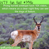 prong horned antelope facts