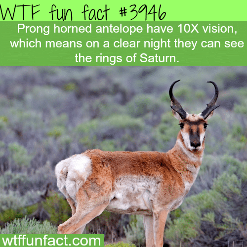 Prong horned antelope facts - WTF fun facts 