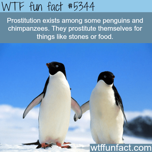 Prostitution exists among Penguins and Chimpanzees. - WTF fun facts