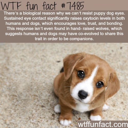 Puppy eyes - FACTS