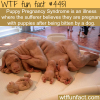 puppy pregnancy syndrome wtf fun facts