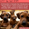 puppy room for students in a university in canada
