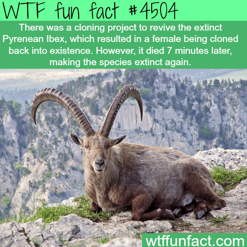 Pyrenean Ibex -   WTF fun facts