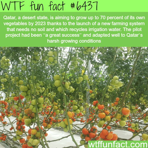 Qatar is trying to grow food in the desert - WTF fun facts