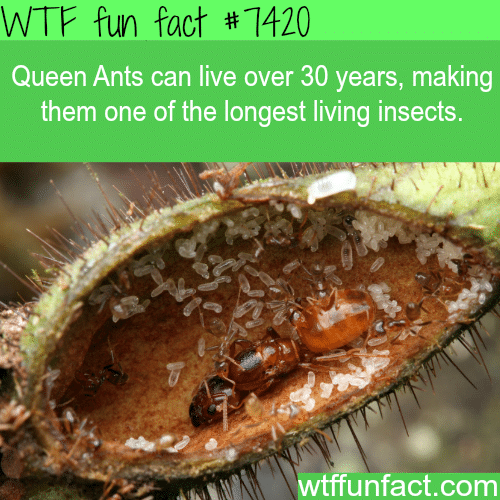 Queen Ants - FACTS