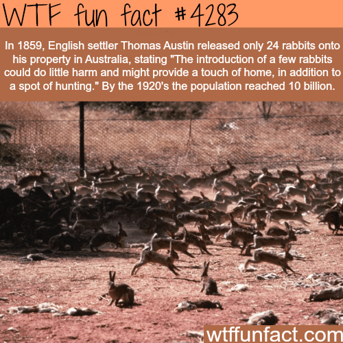 Rabbits in Australia -  WTF fun facts
