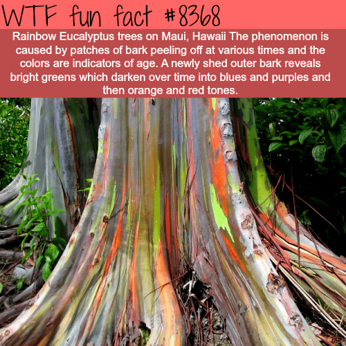 Rainbow Eucalyptus trees - WTF fun facts