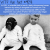 raising a human and a chimpanzee together wtf
