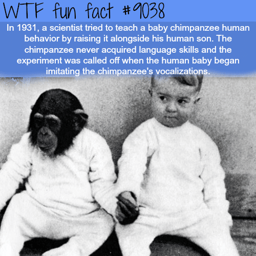 Raising a human and a chimpanzee together - WTF fun facts