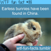 rare earless bunnies found in chinese village