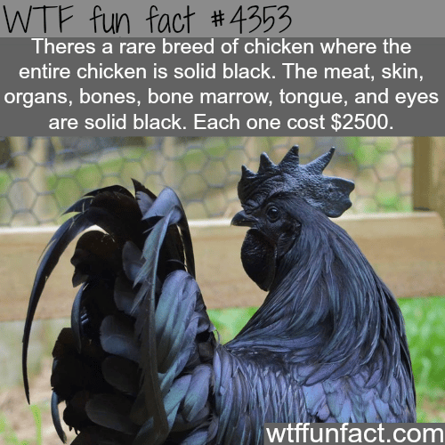 Rare solid black chicken -  WTF fun facts